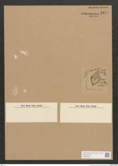 Diatomeae indet. Zeichnungen Sammlung Grunow Nr. 2477 (NHMW-BOT-W0369656)